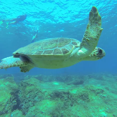 Dundar - * 卡斯